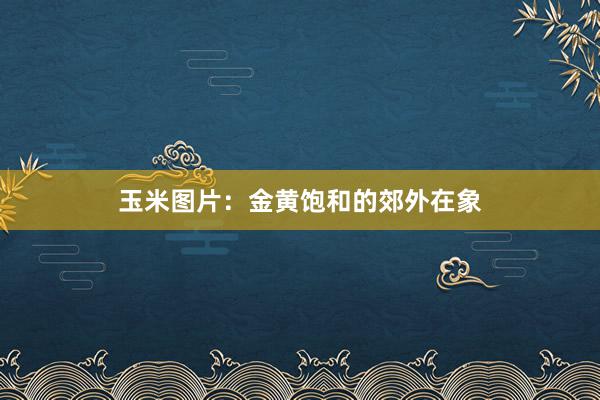 玉米图片：金黄饱和的郊外在象