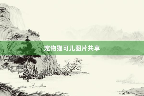 宠物猫可儿图片共享